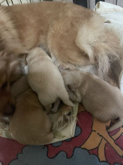 น้องหมาปอมเพิ่มเติมโทรสอบถามหรือแอดไลน์ได้ที่0947390015 รูปที่ 14