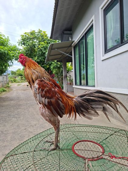 ไก่ชน ไก่ชนพม่า ไก่พม่าเดินเตะ