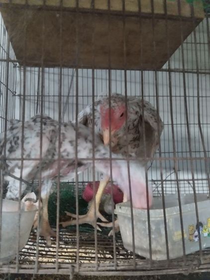 ขายไก่ชนลายกาเหว่าเเละไก่ยักบลาซิล