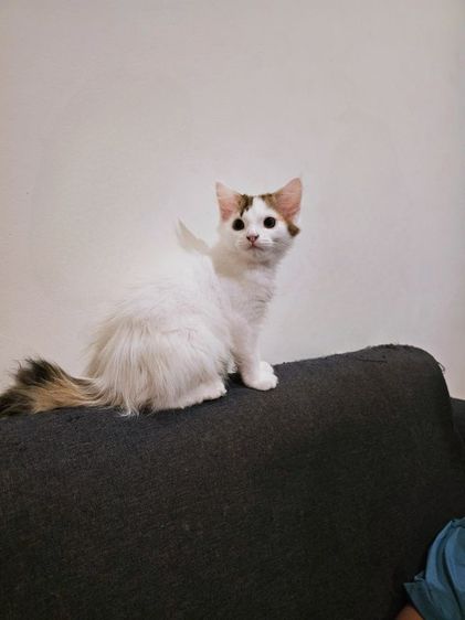 เมนคูน (Maine Coon) ลูกแมวเมนคูนผสมเปอร์เซีย เพศเมีย
