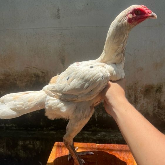 ไก่ชน(เชิง) รูปที่ 4