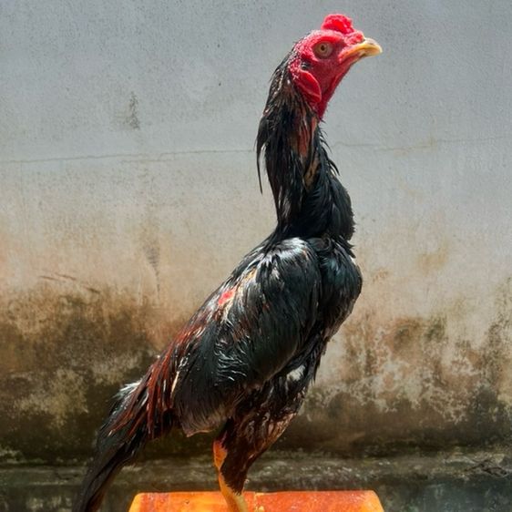 ไก่ชน(เชิง)