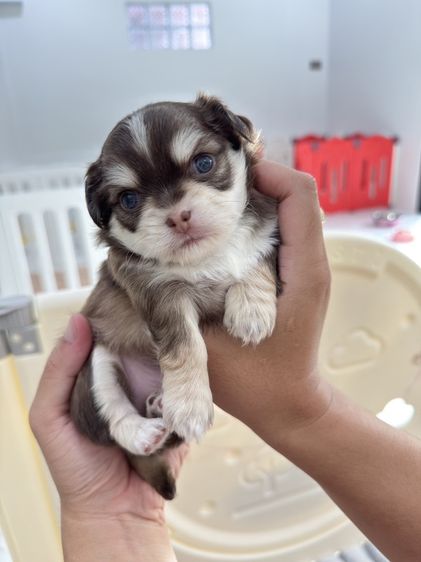 ชิวาวา (Chihuahua) เล็ก ชิวาวาแท้เพศผู้ มีใบรับรอง สีช็อคไวท์ สนใจทักมาคุยได้ครับ