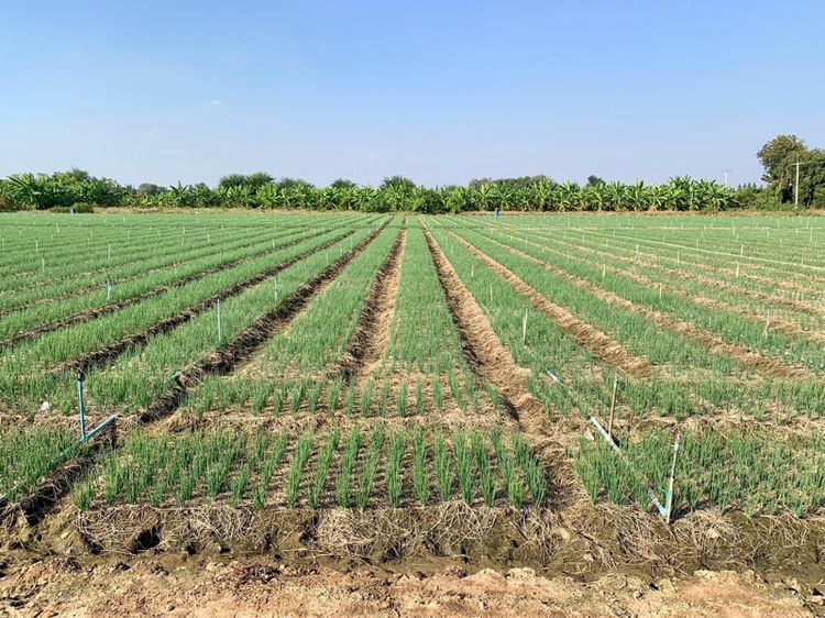 ที่ดินผืนใหญ่ทำเลดี10ไร่ โฉนดครุฑแดงพร้อมโอน ใกล้เทศบาลวังศาลา ท่าม่วง เข้าออกได้หลายทาง ติดถนนสาธารณะ ใกล้ทางด่วนM81 วิวสวย บรรยากาศดี
