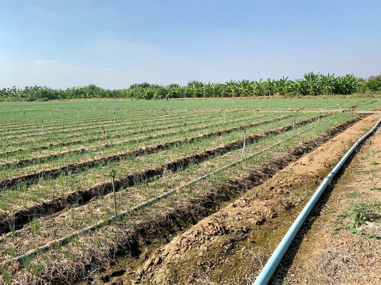 ที่ดินผืนใหญ่ทำเลดี10ไร่ โฉนดครุฑแดงพร้อมโอน ใกล้เทศบาลวังศาลา ท่าม่วง เข้าออกได้หลายทาง ติดถนนสาธารณะ ใกล้ทางด่วนM81 วิวสวย บรรยากาศดี รูปที่ 4