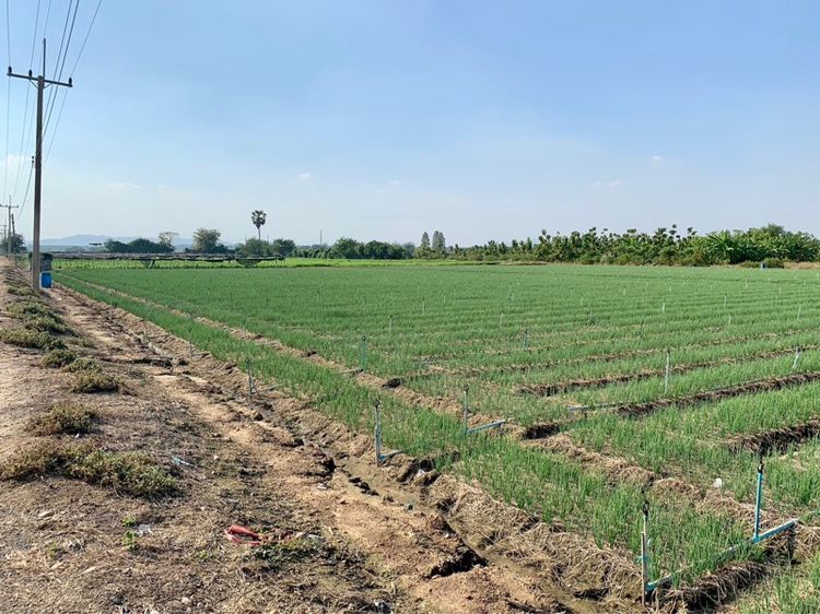 ที่ดินผืนใหญ่ทำเลดี10ไร่ โฉนดครุฑแดงพร้อมโอน ใกล้เทศบาลวังศาลา ท่าม่วง เข้าออกได้หลายทาง ติดถนนสาธารณะ ใกล้ทางด่วนM81 วิวสวย บรรยากาศดี รูปที่ 3