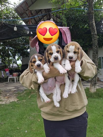 ลูกสุนัขบีเกิ้ล แท้ สายเลือดดี