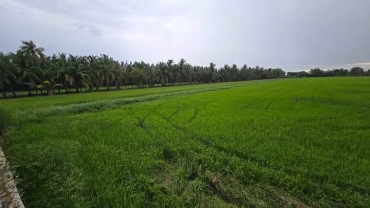 ขายด่วน ที่ดินผังม่วง 8 ไร่ ติดถนนสาธารณะ ไทรใหญ่ ไทรน้อย นนทบุรี รูปที่ 4