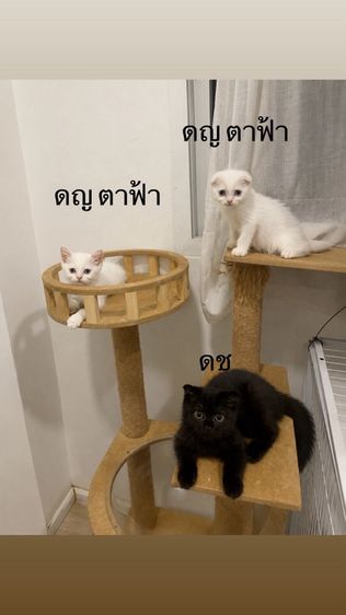 แมวสก๊อตติชโฟลด์ รูปที่ 3