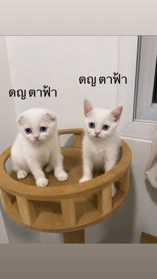 สก็อตติช โฟลด์ (Scottish Fold) แมวสก๊อตติชโฟลด์