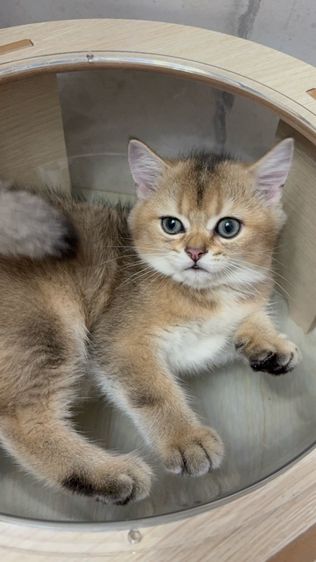 บริติช ชอร์ตแฮร์ (British Shorthair) บริติช สี Ny เพศ ชาย