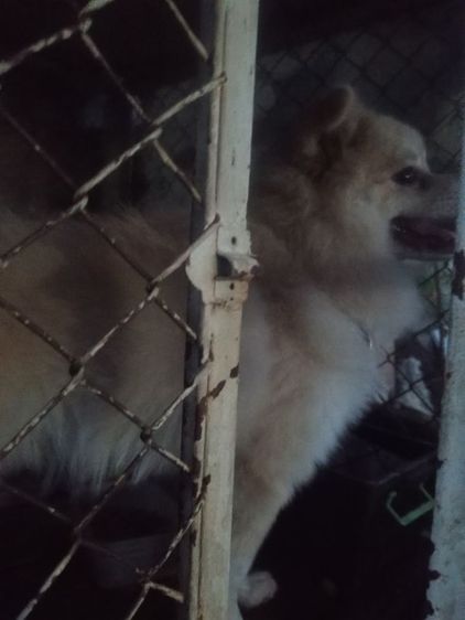 น้องปอมสปิตช์ รูปที่ 3