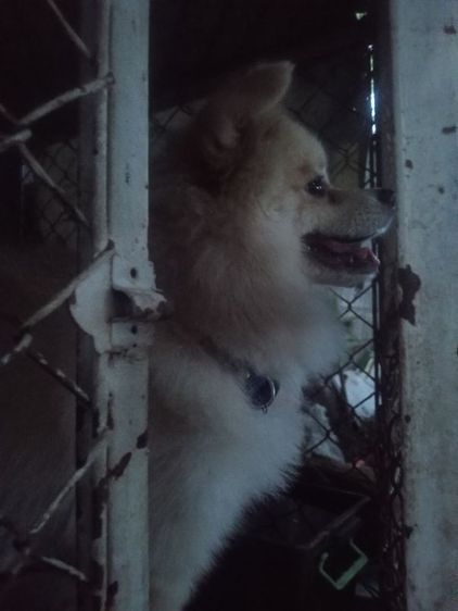 น้องปอมสปิตช์ รูปที่ 9