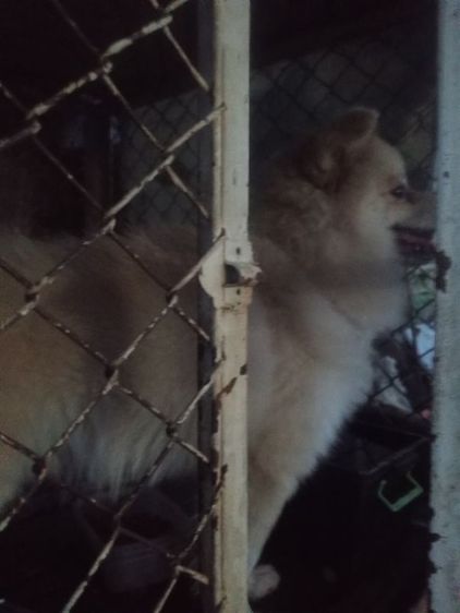 ปอมเมอเรเนียน (Pomeranian) กลาง น้องปอมสปิตช์