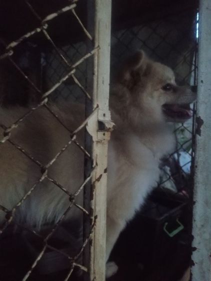 น้องปอมสปิตช์ รูปที่ 2