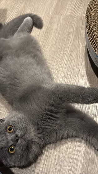 สก็อตติช โฟลด์ (Scottish Fold) แมวสกอตติชโฟลด์