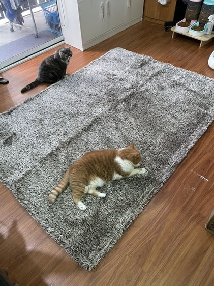 พรมห้องรับแขก