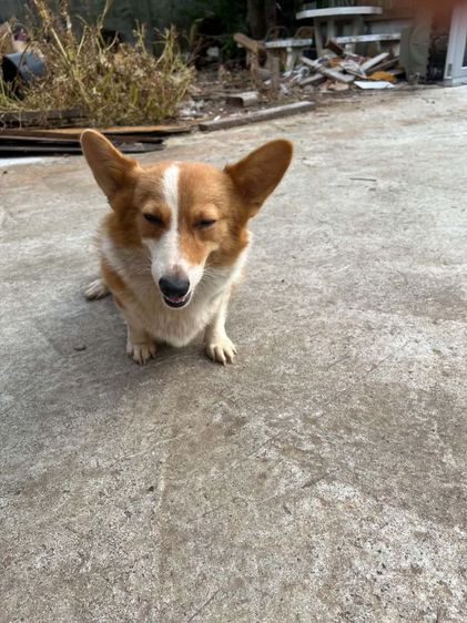 คอร์กี้ (Corgi) ใหญ่ ขาย คอร์กี้สาว อายุ1ปี