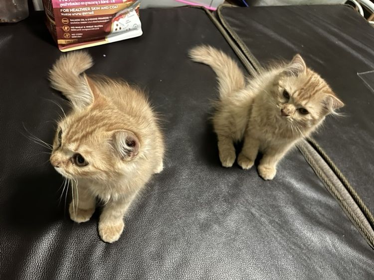 สก็อตติช โฟลด์ (Scottish Fold) สก๊อตติส_2 หนุ่มน้อย