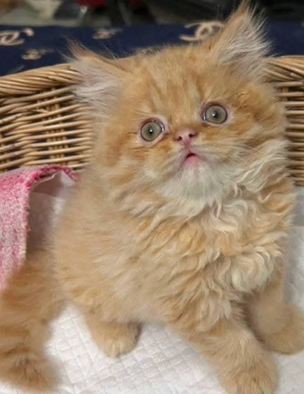 เปอร์เซีย (Persian) แมวเปอร์เซีย