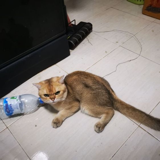 บริติช​ ช็อต​แฮร์​ รูปที่ 7