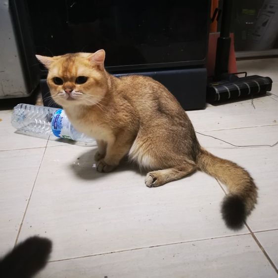 บริติช ชอร์ตแฮร์ (British Shorthair) บริติช​ ช็อต​แฮร์​