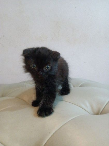 สก็อตติช โฟลด์ (Scottish Fold) ลูกเเมวสก๊อตติชโฟ