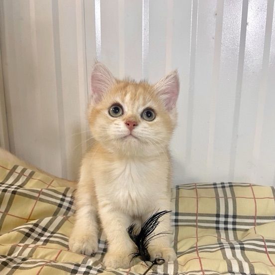 บริติช ชอร์ตแฮร์ (British Shorthair) ลูกแมวบริติชช็อตแฮร์