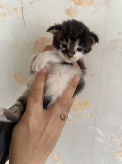เมนคูนแท้ รูปที่ 4