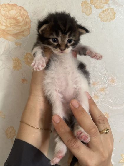 เมนคูนแท้ รูปที่ 3