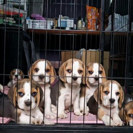 บีเกิล (Beagle) เล็ก ลูกสุนัขบีเกิ้ล แท้ สายเลือดดี