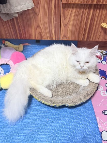 เมนคูนผสมเปอเซีย