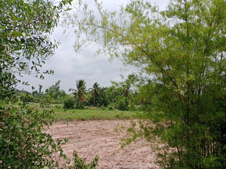 ที่ดินในหุบเขา ภูเวียงกว่า 5ไร่อากาศดีแดนไดโเสาร์ รูปที่ 2