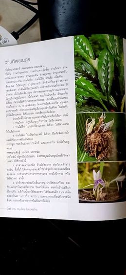 หนังสือตำราว่าน รูปที่ 2