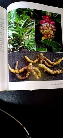 หนังสือตำราว่าน รูปที่ 6