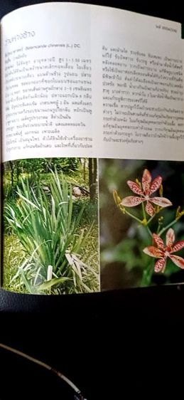 หนังสือตำราว่าน รูปที่ 4