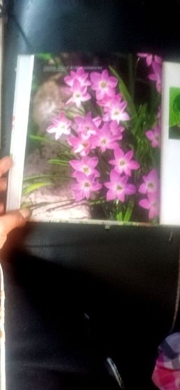 หนังสือตำราว่าน รูปที่ 8