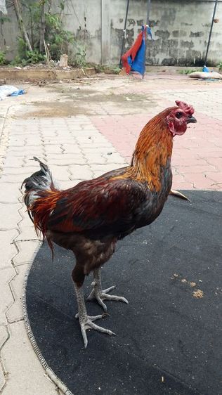 ไก่ชน