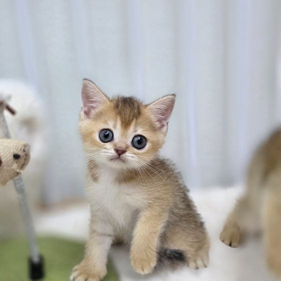 บริติชชอร์ตแฮร์ British Shorthair รูปที่ 2