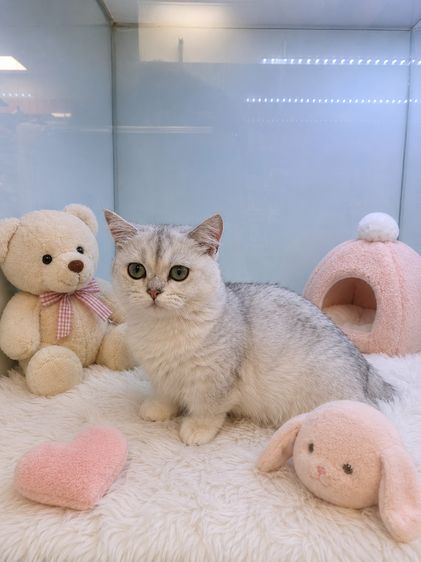 Munchkin Short-Legมันช์กิ้นขาสั้น รูปที่ 2