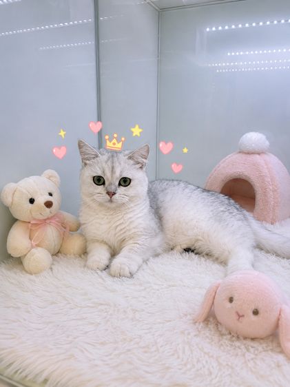 มันช์กิ้น (Munchkin) Munchkin Short-Legมันช์กิ้นขาสั้น