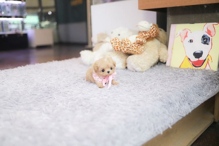 Maltipoo รูปที่ 4