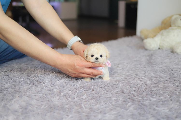 Maltipoo รูปที่ 3