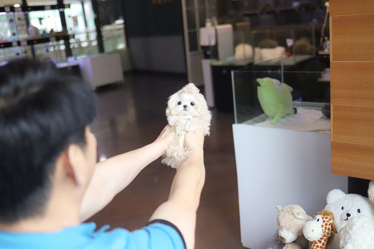 Maltipoo รูปที่ 5