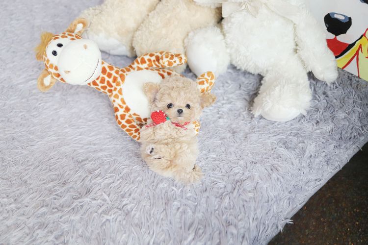 Maltipoo รูปที่ 8