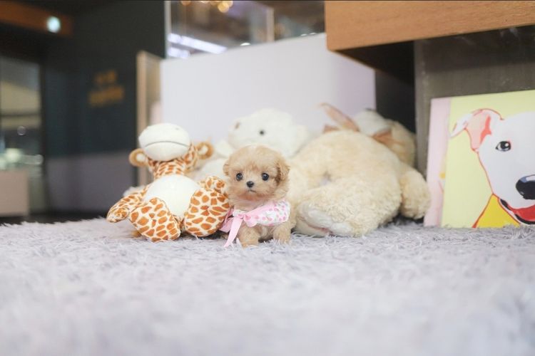Maltipoo รูปที่ 2