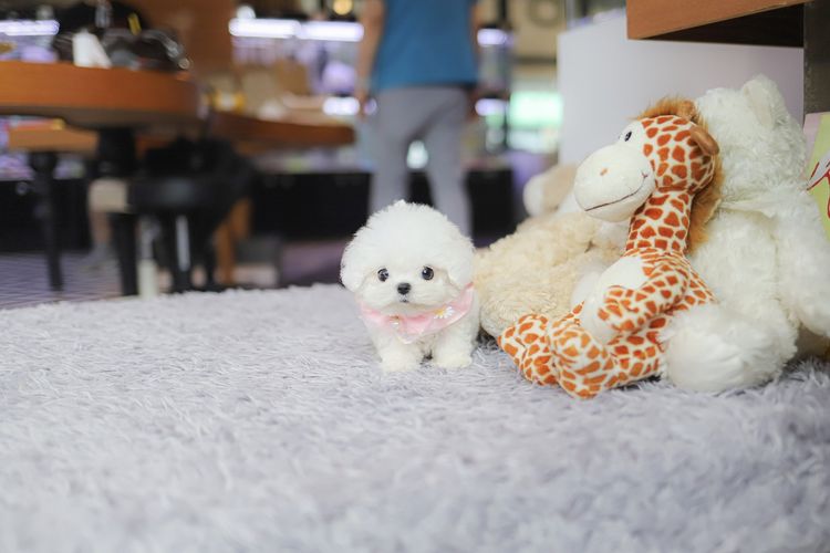 อื่นๆ เล็ก น้องบิชอง ฟริเซ่ ไซซ์มินิ นำเข้าจากประเทศเกาหลี 🇰🇷🐶