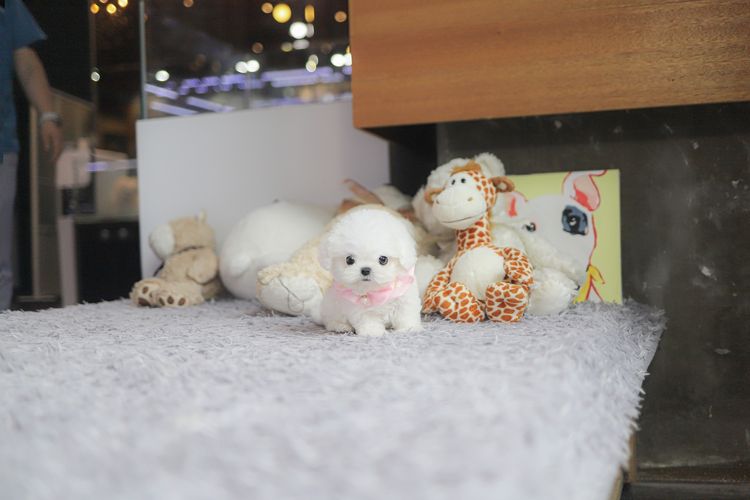 น้องบิชอง ฟริเซ่ ไซซ์มินิ นำเข้าจากประเทศเกาหลี 🇰🇷🐶 รูปที่ 4