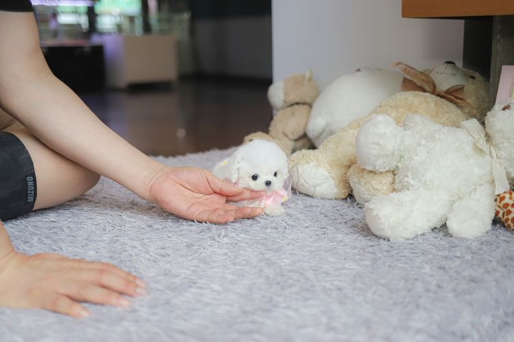 น้องบิชอง ฟริเซ่ ไซซ์มินิ นำเข้าจากประเทศเกาหลี 🇰🇷🐶 รูปที่ 3
