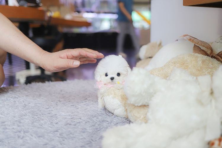 น้องบิชอง ฟริเซ่ ไซซ์มินิ นำเข้าจากประเทศเกาหลี 🇰🇷🐶 รูปที่ 2